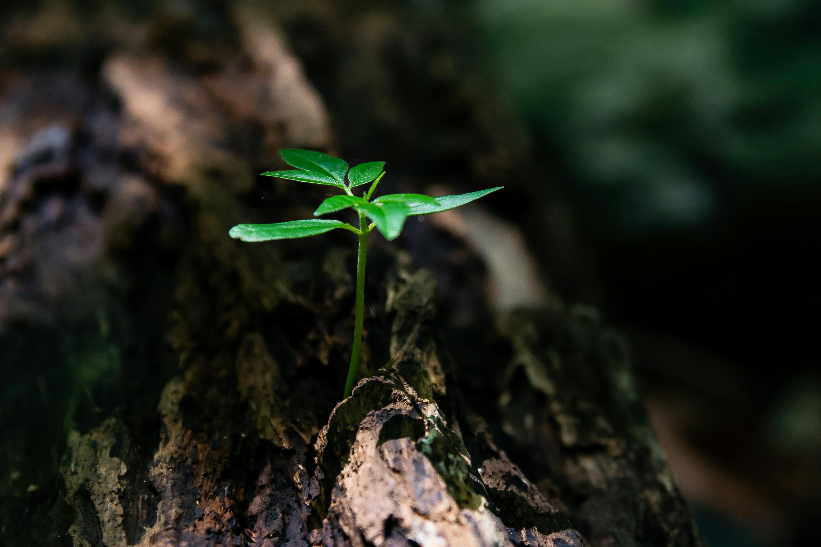 Foto von David Alberto Carmona Coto: https://www.pexels.com/de-de/foto/selektives-fokusfoto-des-grunen-pflanzensamlings-auf-baumstamm-1151418/